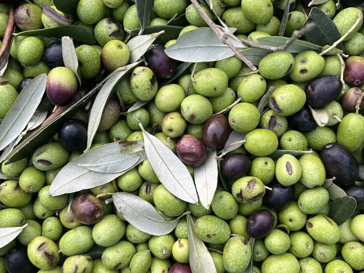 Behind the Scenes: How Extra Virgin Olive Oil is Made