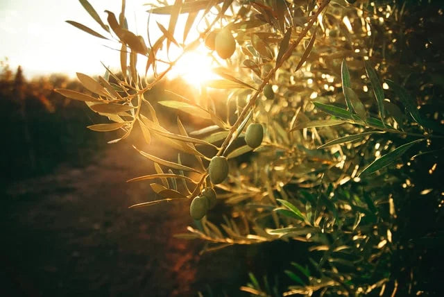 10 Things you Should Know About Olive Trees