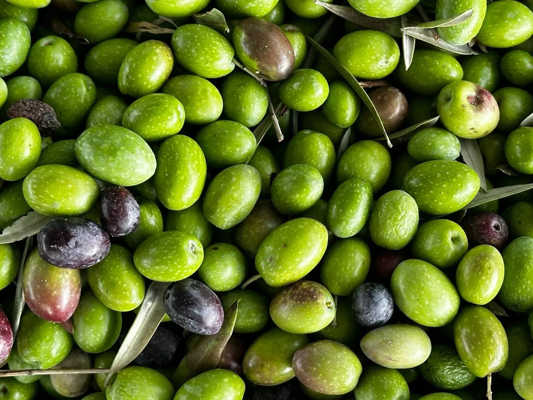 The Bellemille Guide to Extra Virgin Olive Oil Part I: Understanding What’s in Your Bottle